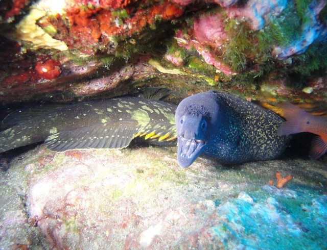 Rencontre avec les habitants sous marins